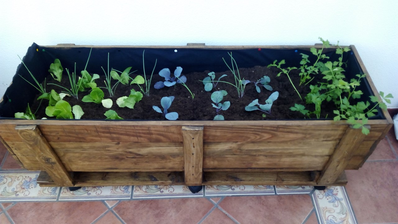 Plantones en huerto urbano